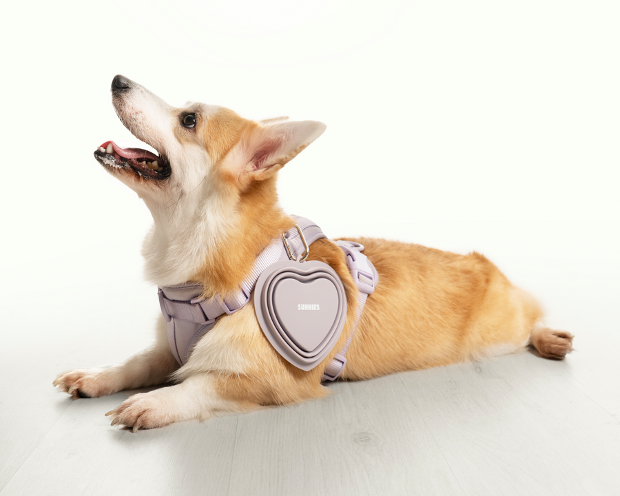 Pet Bowl  Purple